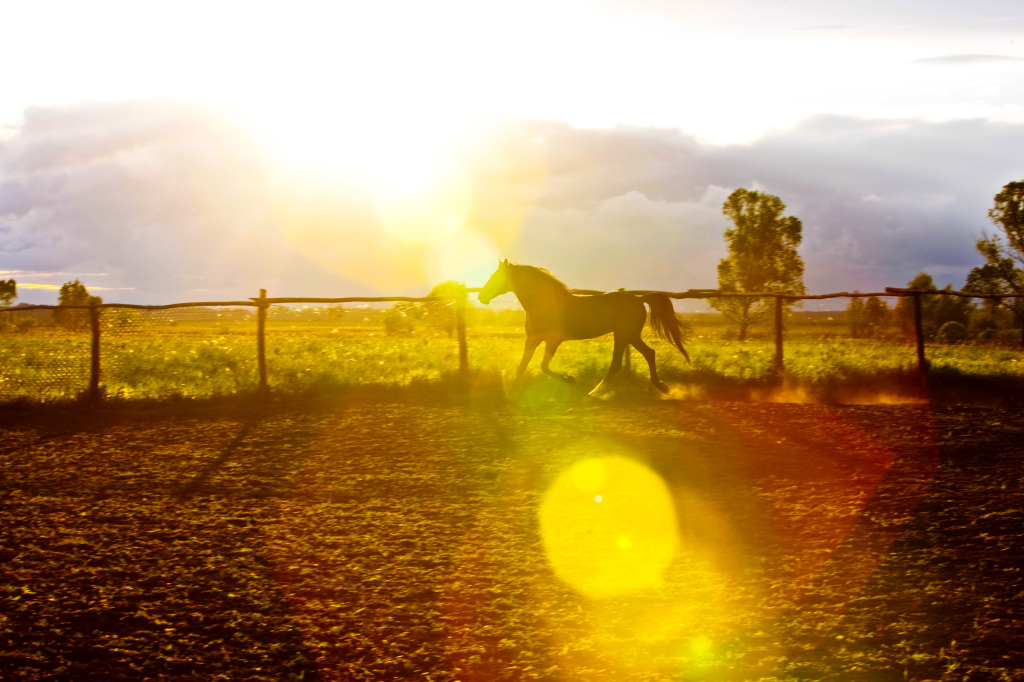 galopujący koń na tle zachodzącego słońca